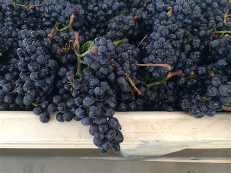 Perfect little clusters of Pinot noir. #rosebud #2014grapeharvest ...