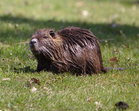 Nutrias Animal (Coypu), Are nutria dangerous? Swamp rats