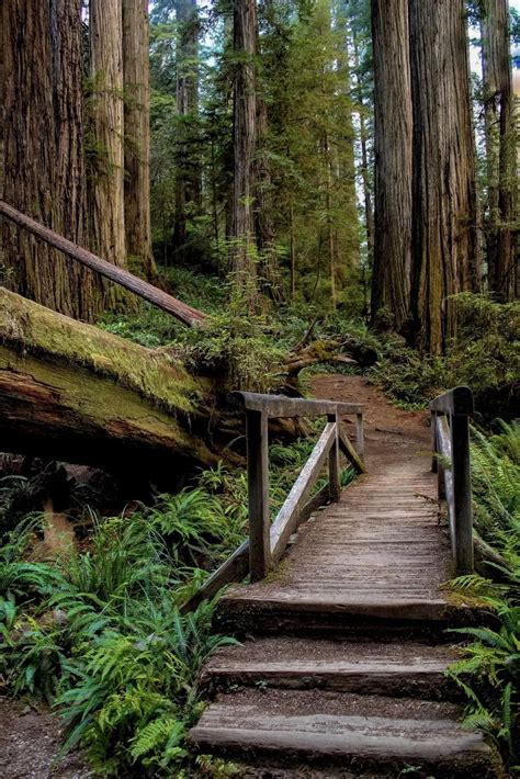 Top 3 Photo Spots at Jedediah Smith Redwood State Park in 2024