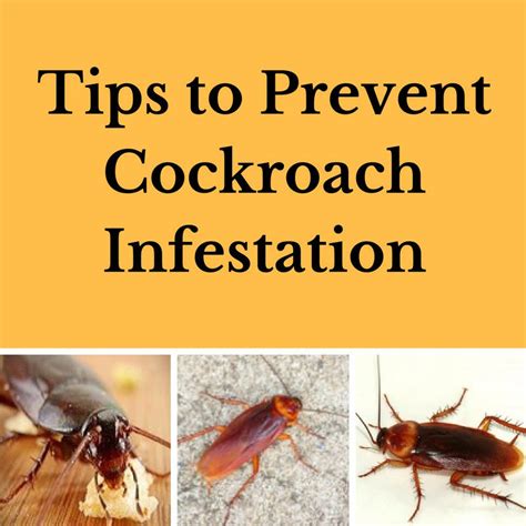 Infestation Of Roaches | Roach | cockroach | Insect