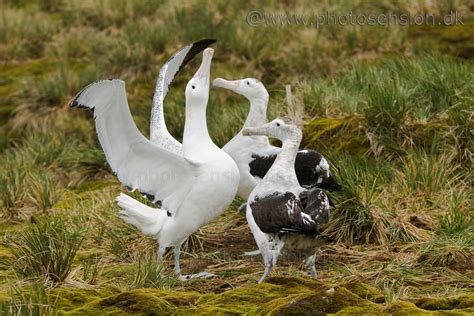 Wandering Albatross courtship display - South Georgia Island