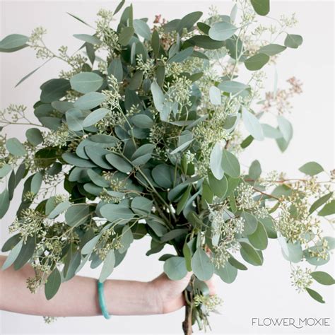 Wedding Greenery | Bulk Fresh Greens & Foliage Flowers — Flower Moxie