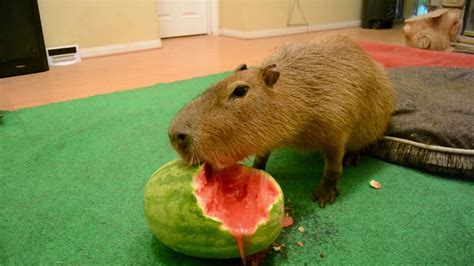 Capybara eating half a watermelon Full Video - YouTube