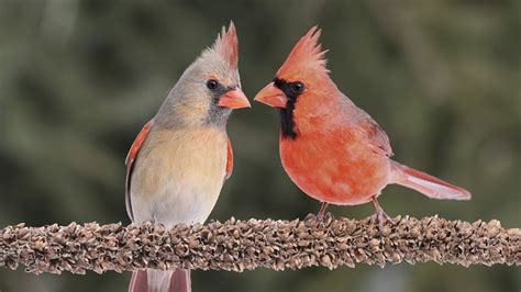 What Does It Mean When You See a Cardinal? [Symbolism & Meaning] - Birdwatching Buzz