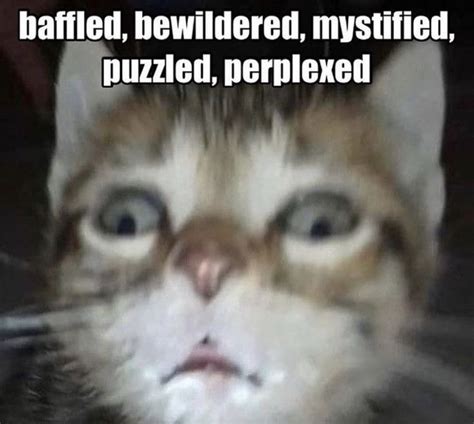 cat baffled bewildered mystified puzzled perplexed | Silly memes, Silly cats, Really funny pictures