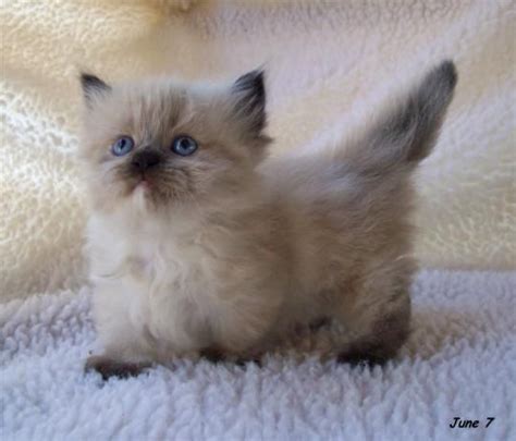 Teacup Munchkin Cats | Big and Little Cats | Pinterest | Munchkin Cat ...