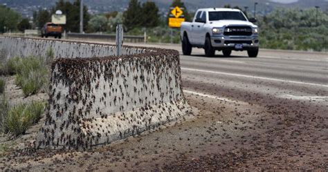 Blood-red crickets invade Nevada town, residents fight back with brooms ...