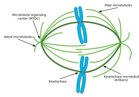 When Does Cytokinesis Occur in Mitosis? | Albert.io