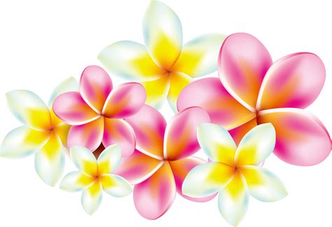 Frangipani PNG Images Transparent Free Download