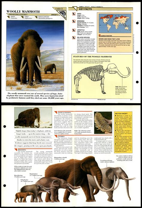 Woolly Mammoth #3 Extinct Wildlife Fact File Fold-Out Card