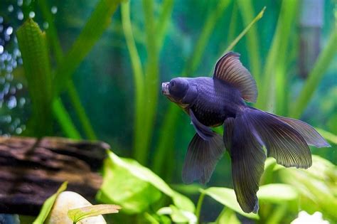 30 Types of Goldfish Varieties: Common & Fancy (With Pictures) - test ...