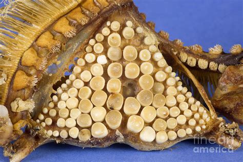 Pharyngeal Teeth From A Freshwater Drum Photograph by Ted Kinsman - Pixels