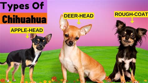 8 Types of Chihuahua / Find Out Which Type Is The Least Common - YouTube