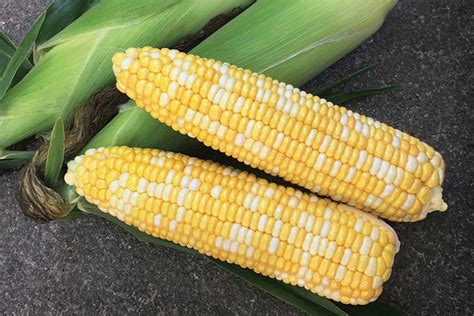 22 of the Latest Sweet Corn Varieties [slideshow] - Growing Produce