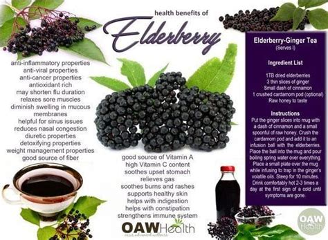 What Are The Benefits Of Elderberry Concentrate - health benefits