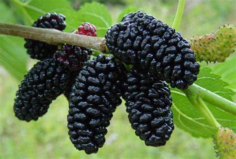 Description and history of Mulberry, photo black varieties