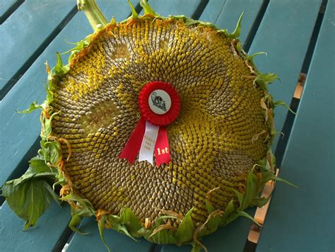 Largest Sunflower Head - 2009 | Flickr - Photo Sharing!