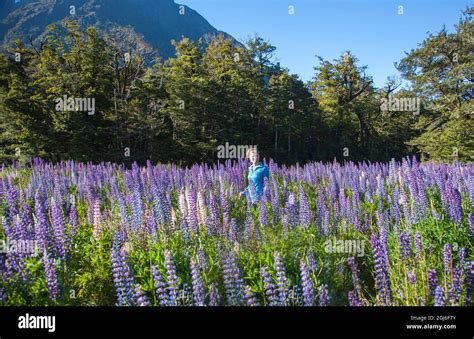 Russell lupin flowers in New Zealand Stock Photo - Alamy