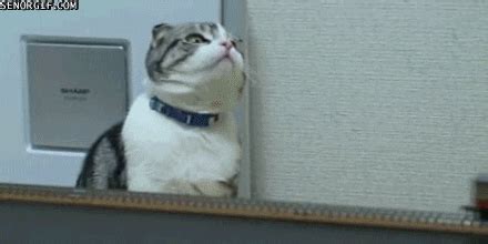 Cat Train GIF by Cheezburger - Find & Share on GIPHY