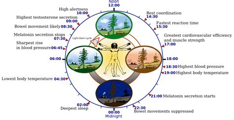 Circadian Rhythm Sleep Disorder Symptoms - Sleep Disorders Advice & Help