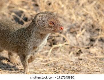 Indian Grey Mongoose Mongoose Species Native Stock Photo (Edit Now) 1917145910