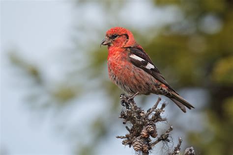 White-winged Crossbill Facts, Distribution, Calls, Pictures