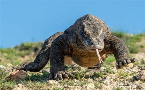 Komodo Dragon vs. Crocodile: Who Wins in a Fight? – Nature Noon