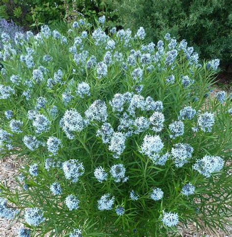 Best Drought-Tolerant Perennials That Add Gorgeous Color to Your Garden | Better Homes & Gardens ...