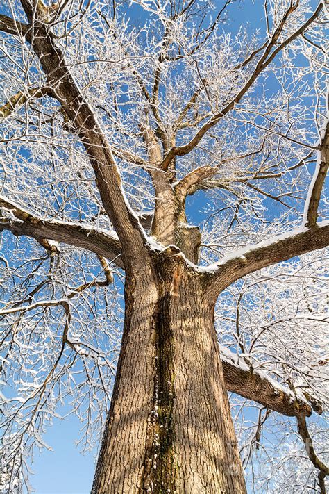 Snowy Oak Tree Photograph by Michael Shake - Fine Art America