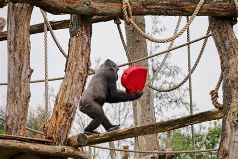 Western lowland gorillas celebrate Valentine's Day at London Zoo ...