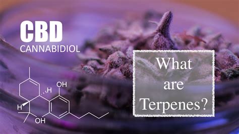 Terpenes 101: 7 Major Benefits of Terpenes in CBD Oil - View the VIBE