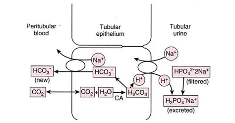 Renal Regulation Of Acid-Base Balance - New