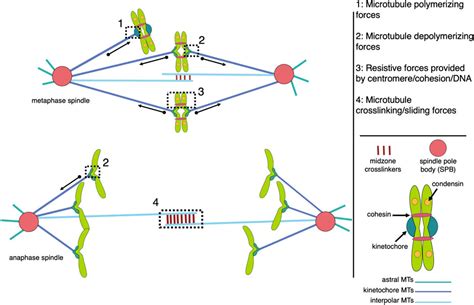 Frontiers | The importance of microtubule-dependent tension in accurate ...