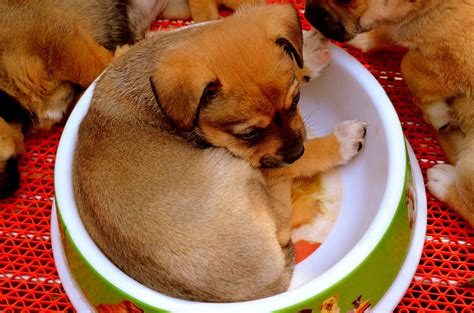 Puppy Bowl Free Stock Photo - Public Domain Pictures