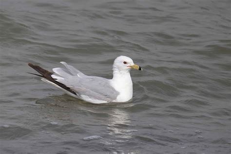 Ring-billed Gull Pictures - AZ Animals