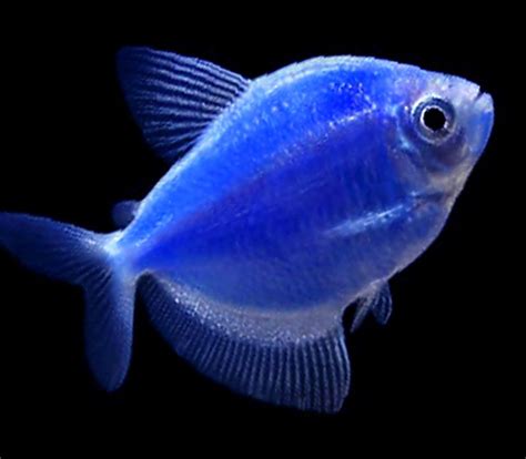 Premium Cosmic Very-Blue GloFish Tetra, 1" to 1.5" long | Aquarium fish ...