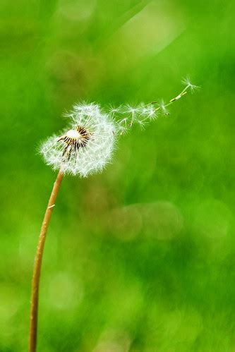 Blowing in the wind. | I was lucky to capture this as it was… | Flickr