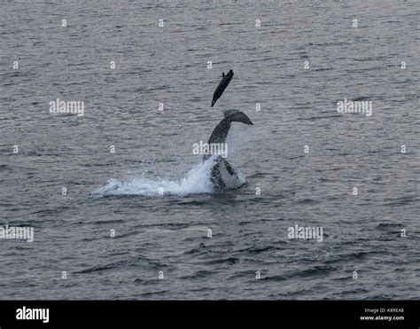 Killer whale prey hi-res stock photography and images - Alamy