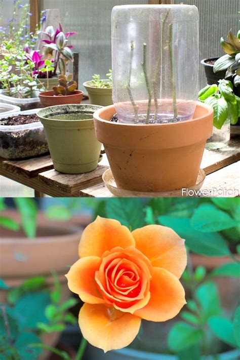 Grow Roses from Cuttings: 2 Best Ways to Propagate! - A Piece Of Rainbow