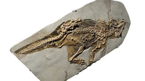 A dinosaur ‘belly button’? This 130 million-year-old fossil reveals ...