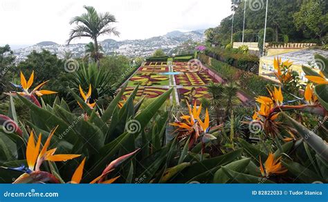 Funchal Botanical Garden, Madeira Stock Image - Image of main, garden ...