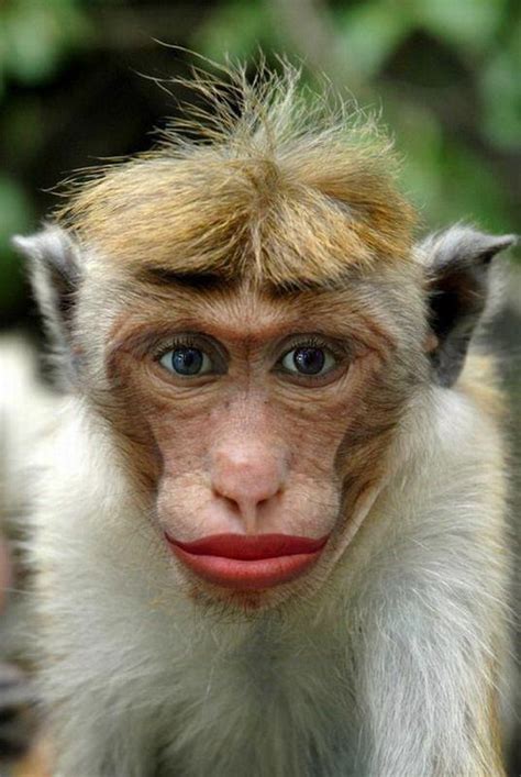 http://www.letssmiletoday.com/pictures/9433-lipstick-monkey | Monkeys ...