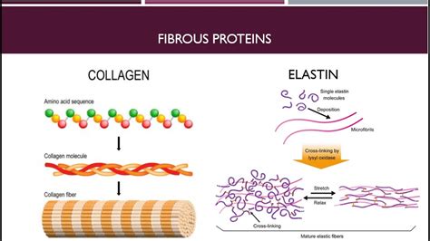 Fibrous Protein Molecular Structure