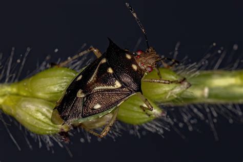 The Fascinating World of the Brazilian Treehopper - LikeFigures