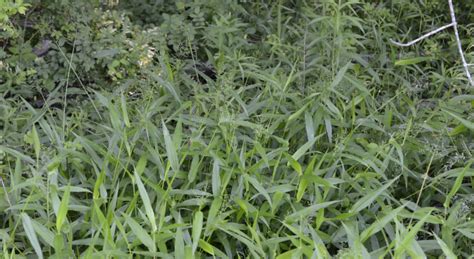 Identifying Deer Tongue Grass | Grasses at a Glance | Illinois Extension | UIUC