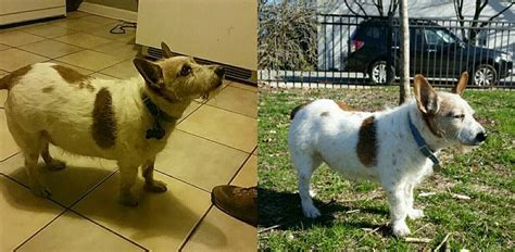 Lovable Dogs Around The World: I adopted an overweight dog. Here's a before and after pic of him ...