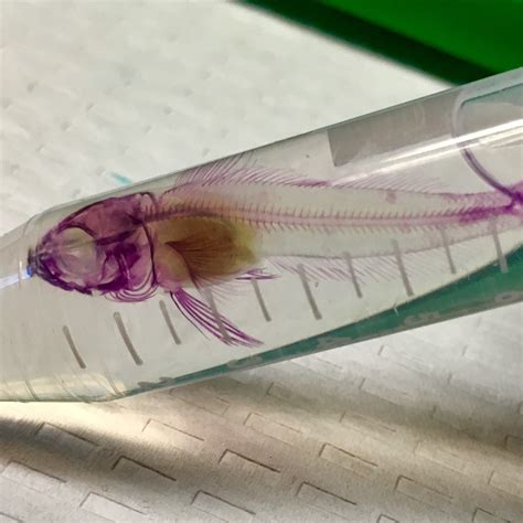 More Research – Fish Conservation Physiology Lab