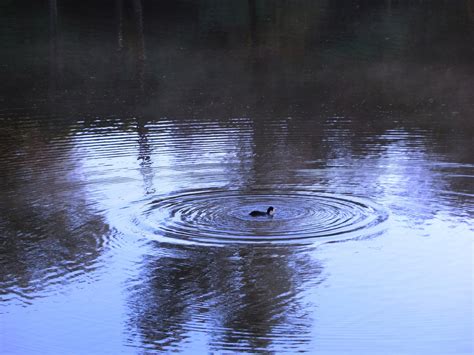 Pond,ripples,duck,lake,landscape - free image from needpix.com