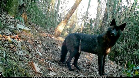 Let's Meet Rare Black Coyote | RTM - RightThisMinute