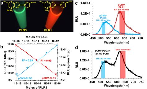 Bioluminescence emission and detectability of PLG3 and PLR1 assayed... | Download Scientific Diagram